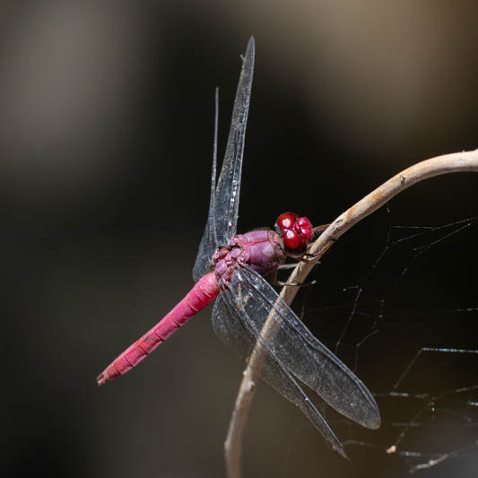 Orthemis discolor (Carmine Skimmer)-4.jpg